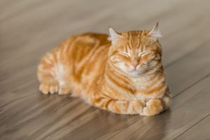 Décrypter les étiquettes des aliments pour chat