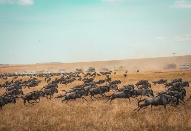 la migration des animaux