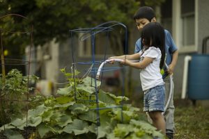 Un potager à domicile