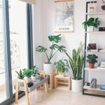 Plantes pour purifier l'air