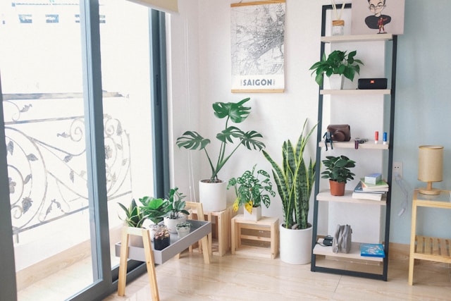 Plantes pour purifier l'air