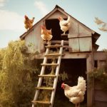 Choisir la porte idéale pour un poulailler en bois